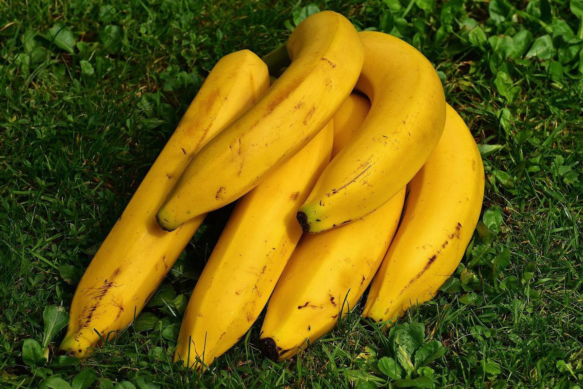 Фахівці вказали на небезпеку підгодовування яйцем і бананом в городі. На запах продуктів обов'язково збіжаться шкідники.