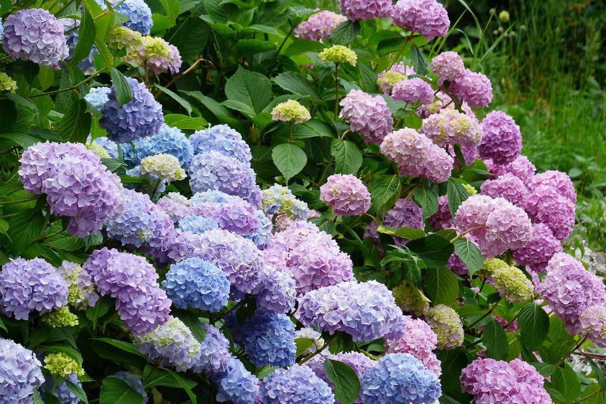 Важливий догляд за гортензією — обрізка і підгодівля для особливо пишного і тривалого цвітіння. Гортензія — одна з найкрасивіших квіток на ділянці.