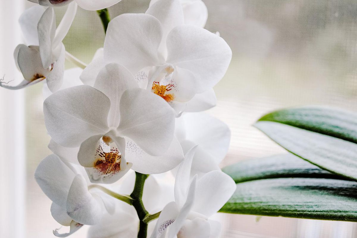 Копійчана підгодівля для орхідеї — буде цвісти як ніколи раніше. Цілюще добриво для орхідеї з картоплі.