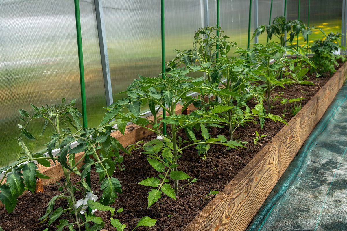 Що б не залишитися без раннього врожаю томатів, обробіть їх бором. При несприятливих погодних умовах і низькій температурі садівник ризикує залишитися без врожаю ранніх томатів.