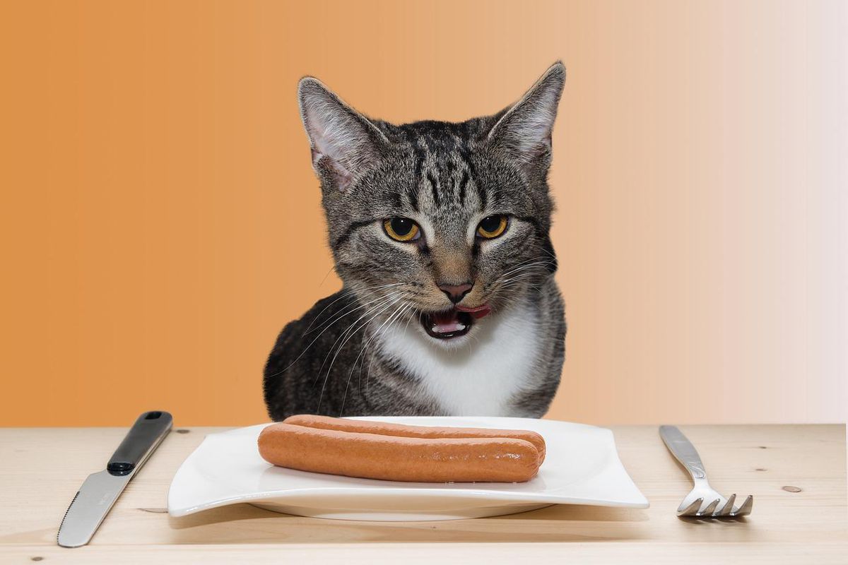 Зоопсихологи поділилися простими порадами, як відучити кішку красти їжу зі столу. Часта проблема власників пухнастиків.