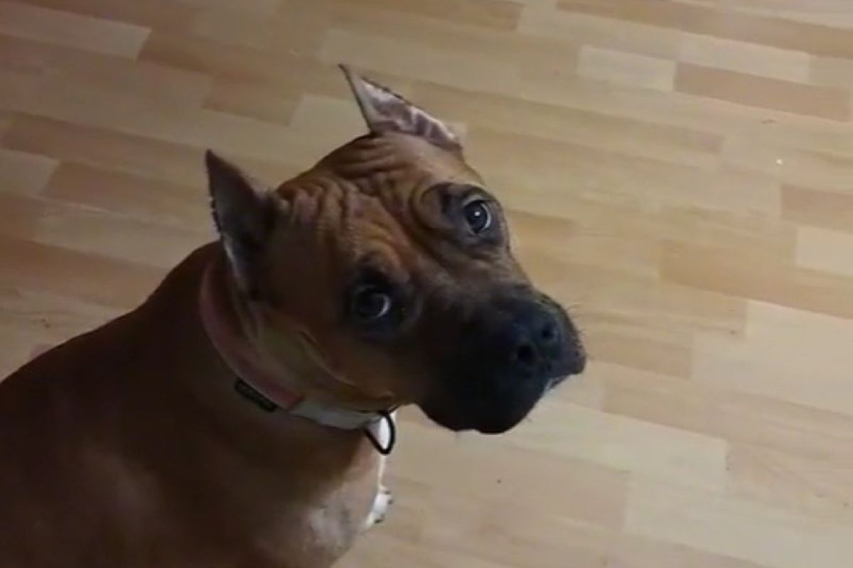 Господиня зняла на відео реакцію собаки на випускання її цуценят з вольєра. Може, не треба?