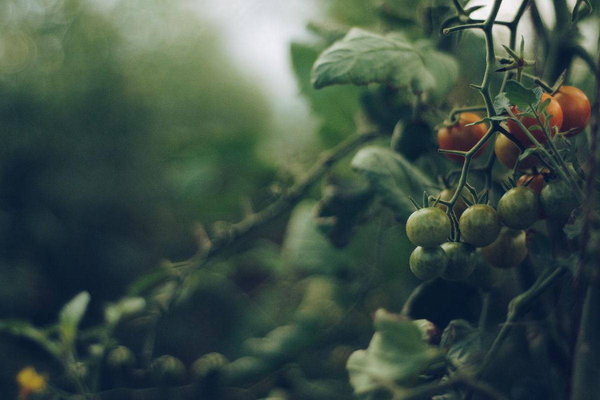 Які рослини не можна садити поруч з помідорами: втратите весь свій урожай. Дізнайтеся, з якими рослинами вони погано поєднуються.