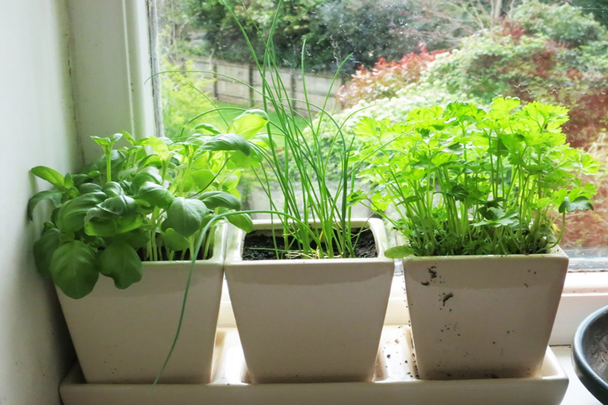 Які рослини ідеально підходять для вирощування на підвіконні. Навіть в маленькій квартирі у вас може бути свій міні-сад.