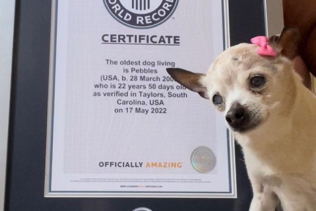 В США мешкає 22-річна собачка, яку визнали найстарішою в світі. Все ще як дикий підліток.