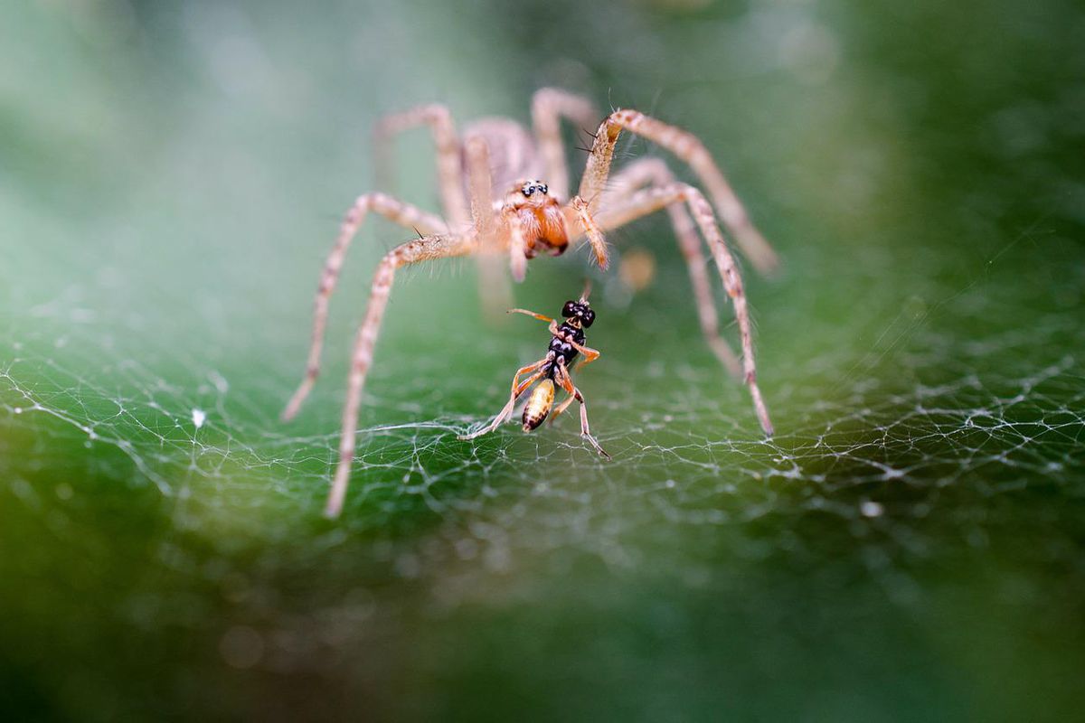 Чому в будинку з'являється багато павуків і чи дійсно це проблема. Чому не можна ображати павуків в будинку?