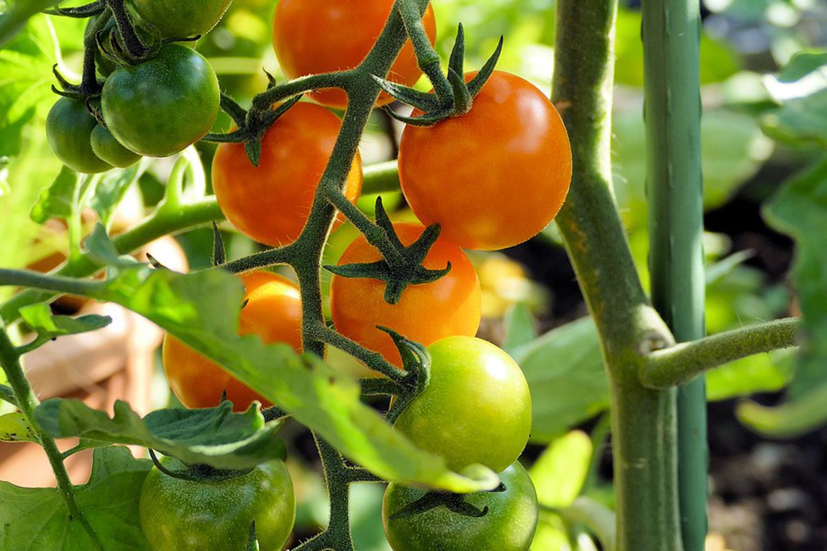 Помилка при видаленні листя у помідорів, яку багато хто робить. Мало листя на томатах — мало врожаю.
