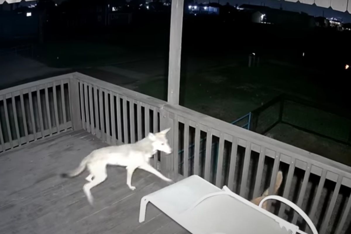 У США хоробра кішка дала гідну відповідь голодному койоту. На відео, знятому камерою на ґанку будинку чоловіка в Серфсайд Біч, видно, як койот намагається накинутися на рудого кота.