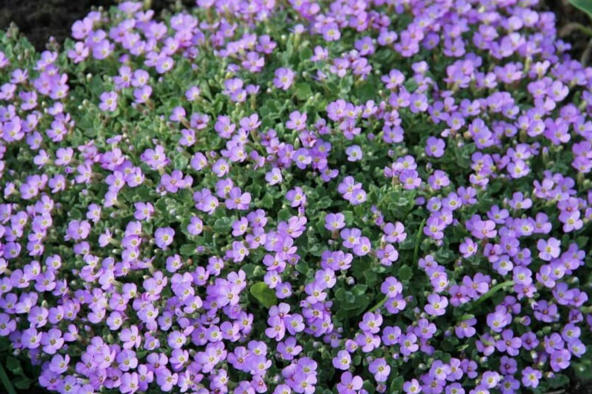 Посійте обрієту в червні в ґрунт і милуйтеся яскравим килимом пишних квітів. Гарний низькоросла квітка!