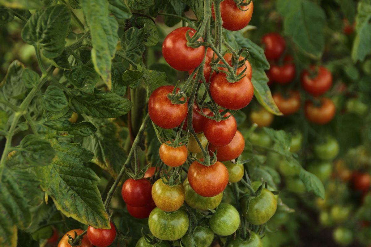 Що зробити, щоб помідори почали швидше червоніти. Поради, якими користувалися наші бабусі.