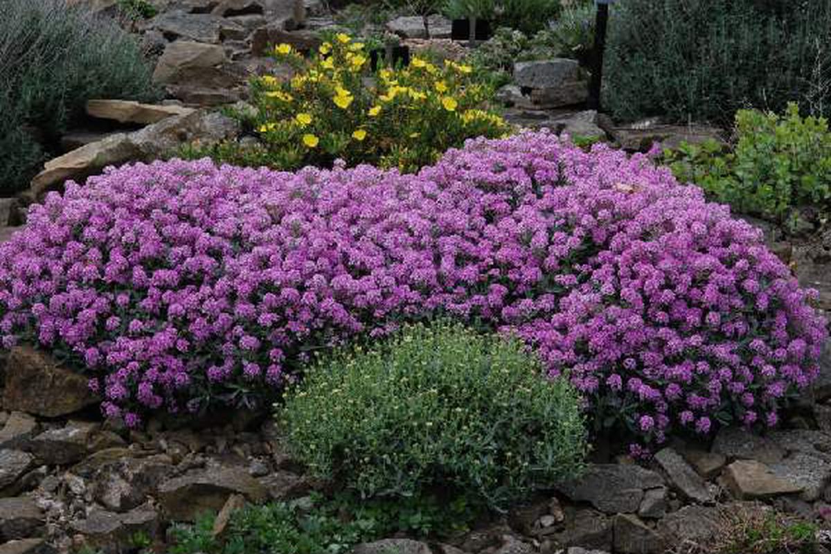 Невибагливий багаторічник для саду, який квітне пишним килимом. Неймовірної краси рослина.