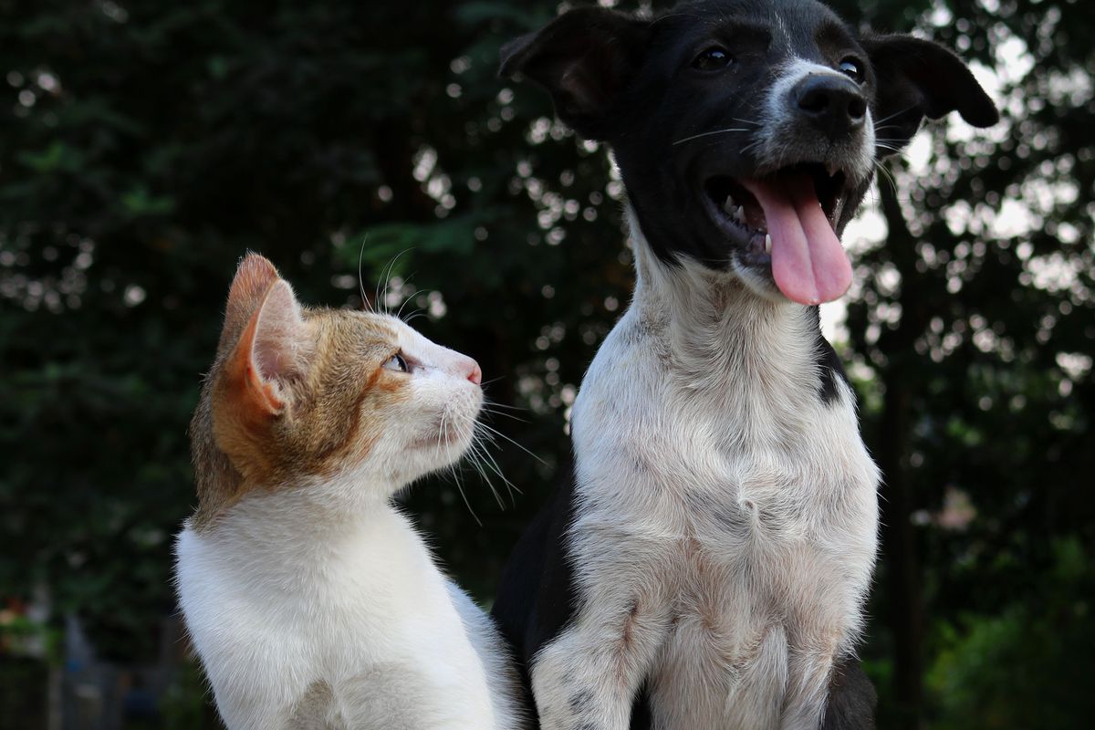 Головні відмінності людей які люблять кішок від тих хто любить собак. Чим відрізняються їх характери та світогляд.