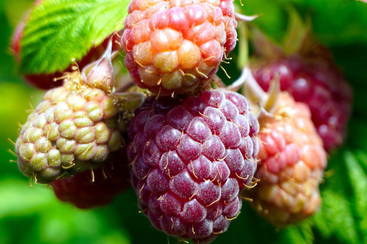 Що зробити з малиною в червні-липні, щоб отримати більший урожай. Малина вважається основною культурою в саду багатьох дачників, які цінують ці ягоди за смак і корисні для здоров'я властивості.