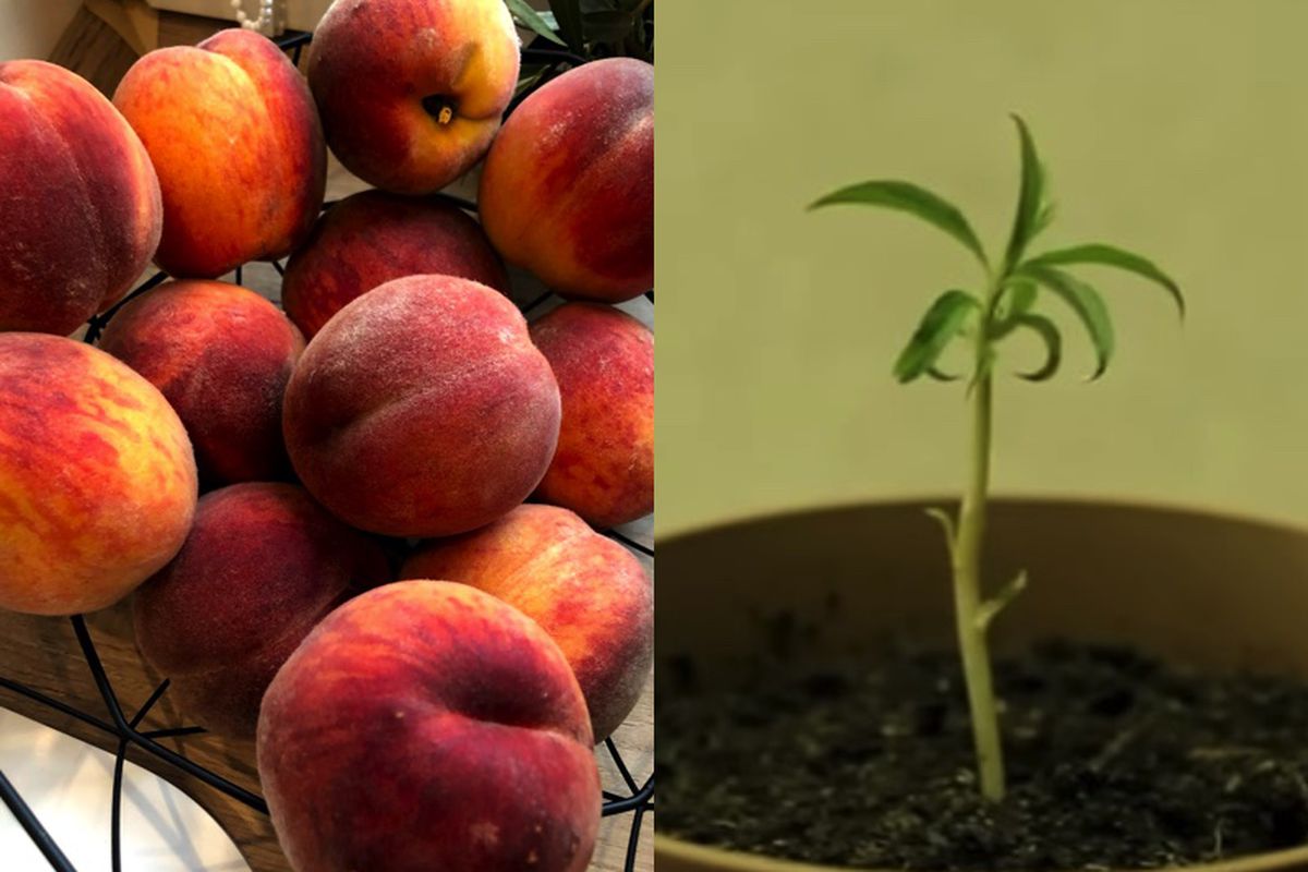 Персикова кісточка дасть паросток всього за 15 днів. Виростіть персикове дерево без праці.
