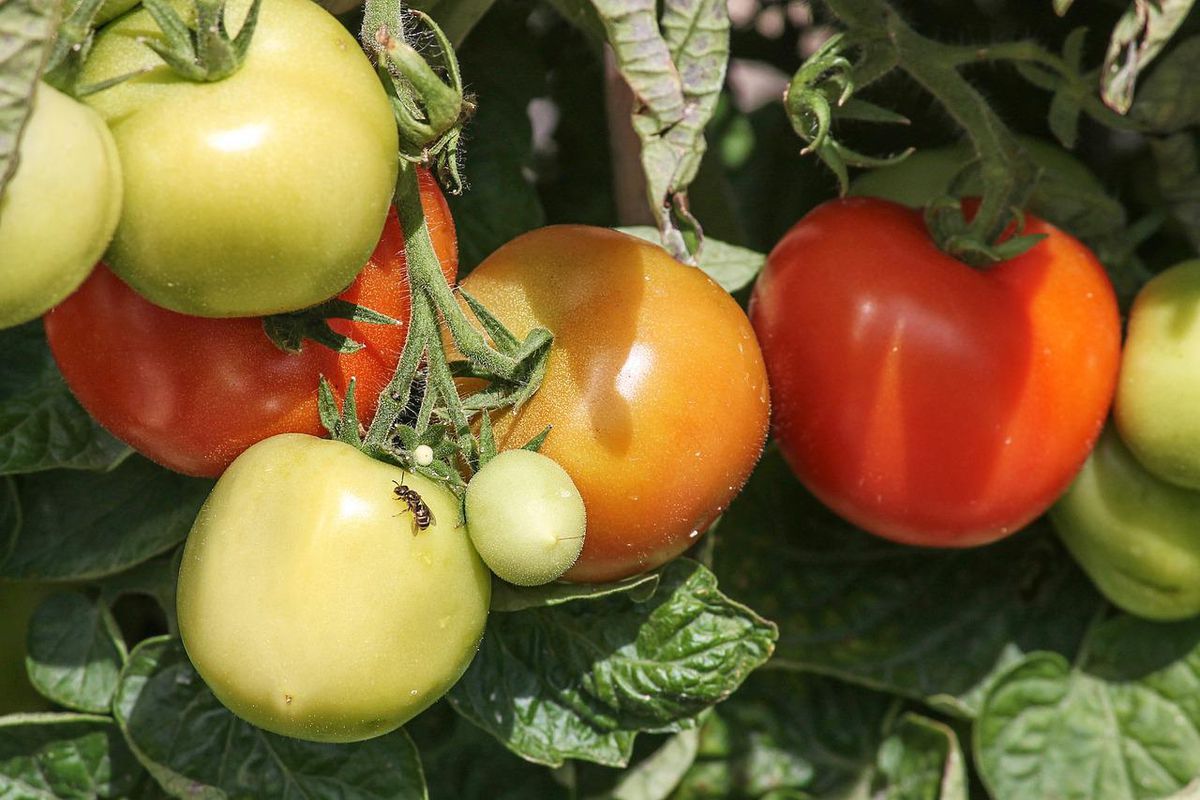 Обприскуємо томати часниковим настоєм для профілактики фітофторозу. Працюйте на випередження.