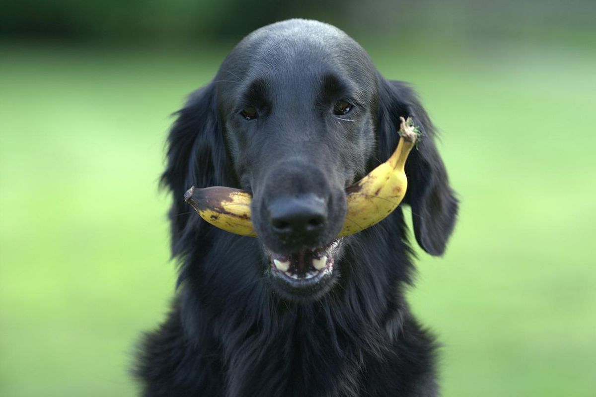 Чи можна давати собакам банани та як це робити. Допустимі порції, способи обробки.