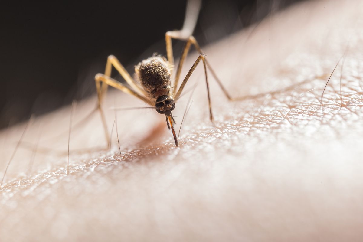 Жінок з якою групою крові обожнюють кусати комарі. Чому вони намагаються вкусити вагітних.