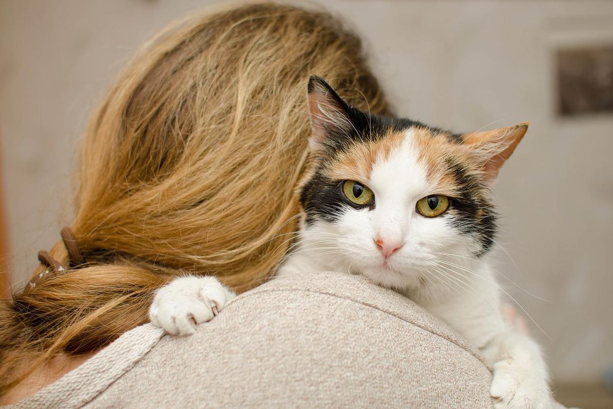 Чому самотні жінки живуть з кішками — 3 причини. Подолавши рубіж "50", реалізувавши себе в кар'єрі, і залишившись в будинку, покинутому дітьми, у жінок з'являється більше вільного часу.