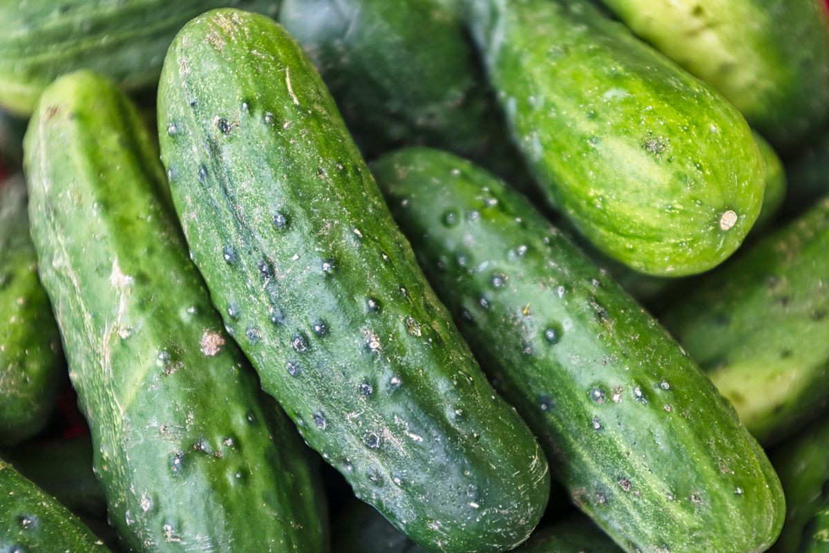 Як прибрати гіркоту огірка — робоча і корисна порада для кожного. Один гіркий огірок може зіпсувати смак цілої страви.
