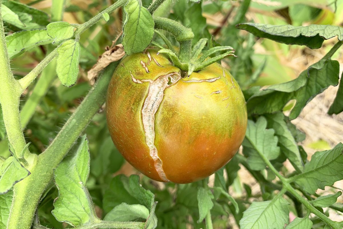 Простий трюк, який вбереже потріскані помідори від передчасного псування. Як не дати запліснявіти пошкодженим томатам.