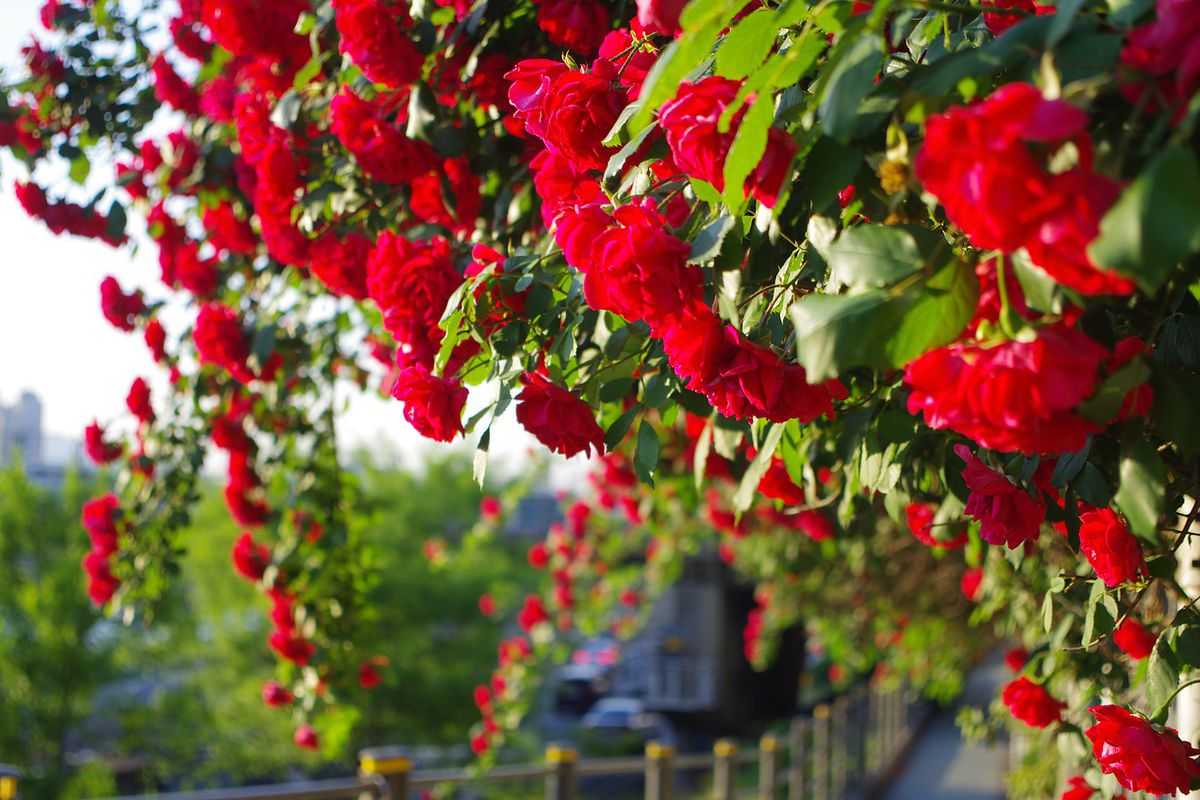Підгодуйте троянди так в липні для незвичайно пишного цвітіння. Квіти обожнюють це.