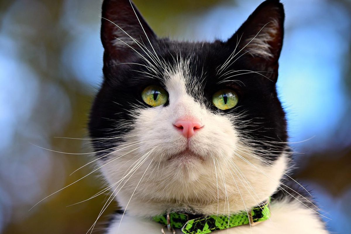 Серця користувачів YouTube підкорив милий кіт-листоноша. Пухнастий помічник.