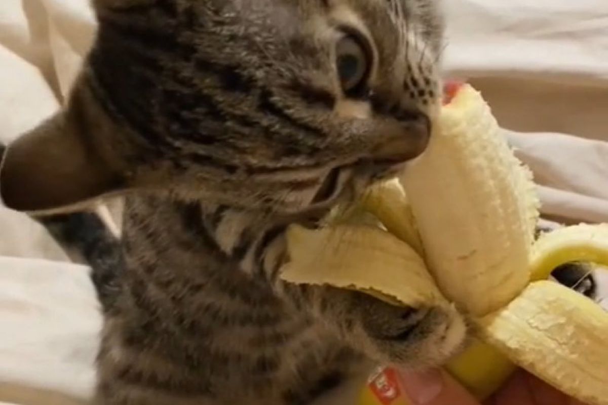 У Мережі стало популярним відео з кішечкою, яка так апетитно їсть банан. Виявляється, банани смачніші за м'ясо.