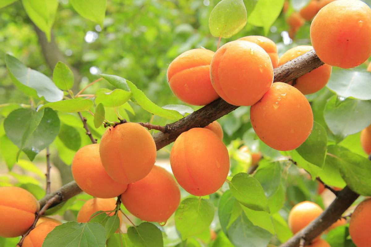 Основні правила догляду за абрикосовим деревом після збору врожаю. Поради, які не можна пропускати повз вуха.