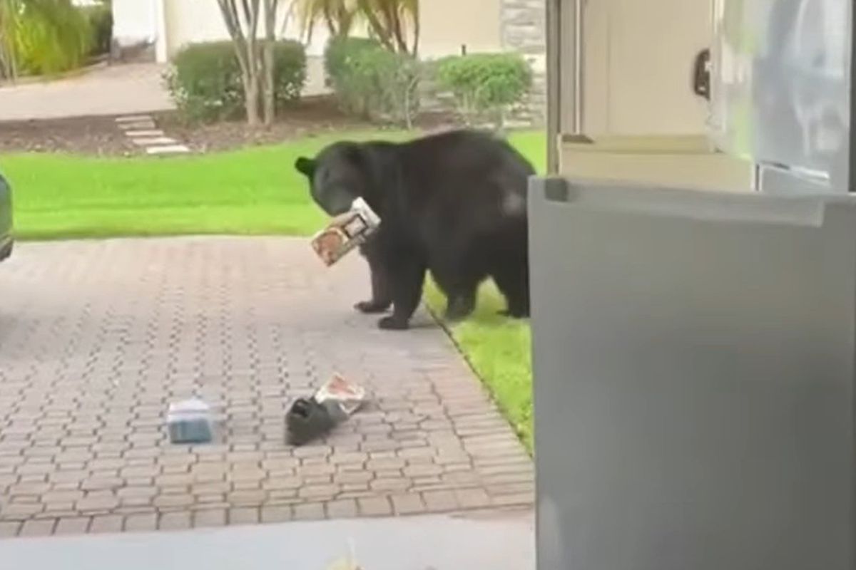 Чоловік із Флориди зняв на відео ведмедя, який їв закуски з холодильника в гаражі. Прихопивши коробку з їжею, тварина втекла з місця злочину.