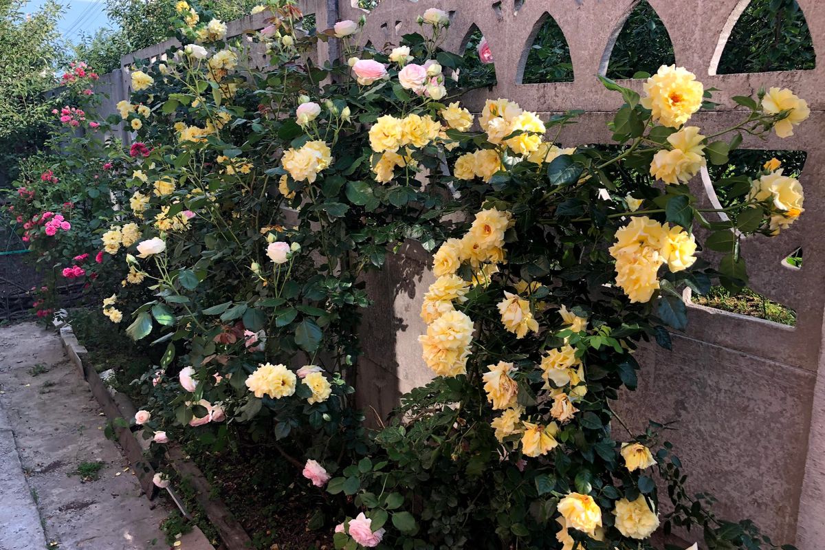 Як грамотно обрізати троянду відразу після цвітіння, щоб вона знову зацвіла. Не всі садівники знають, як обрізати троянду влітку і що ще потрібно зробити з нею після цвітіння.