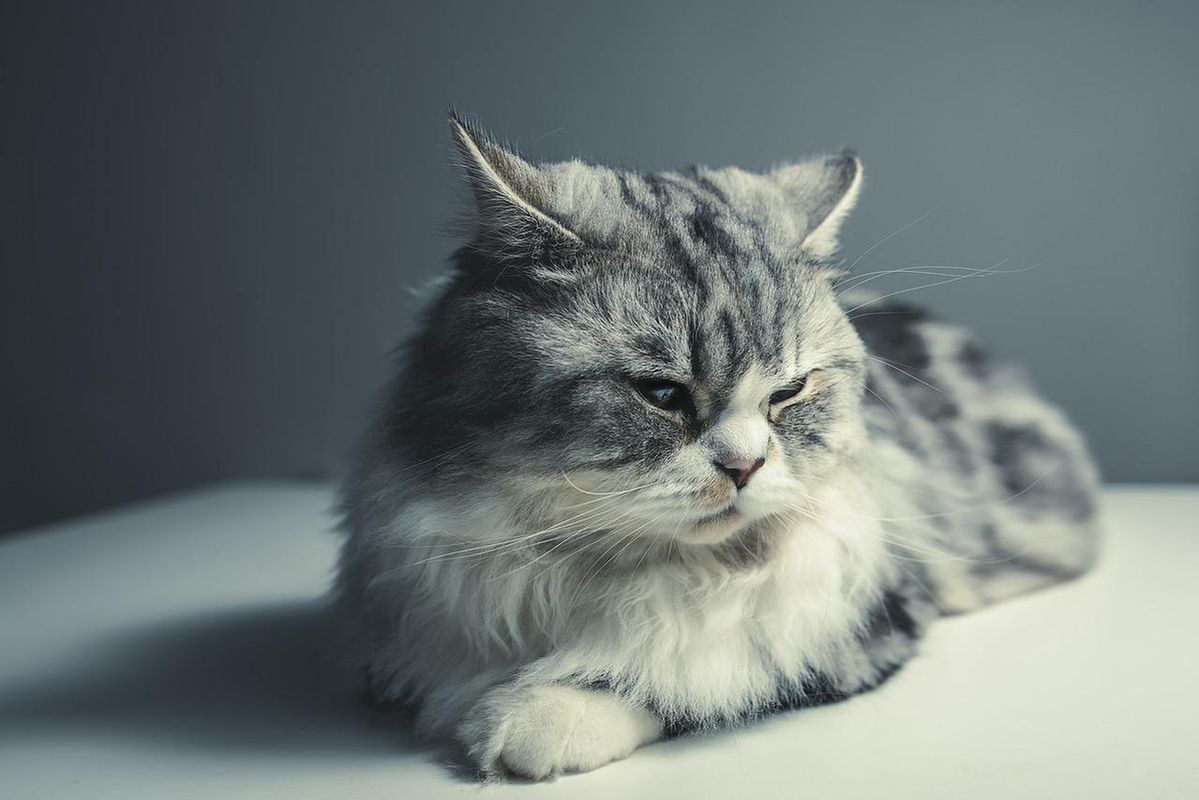 Фахівці назвали породи кішок, які схильні до різних захворювань. Як уникнути розвитку недуги вже на ранній стадії.