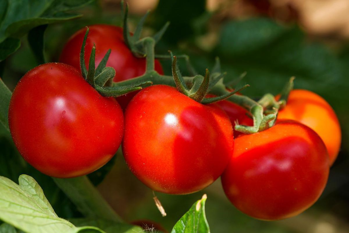 Прискорюємо дозрівання томатів: дієві способи від досвідчених дачників. Будете шкодувати, якщо не зробите.