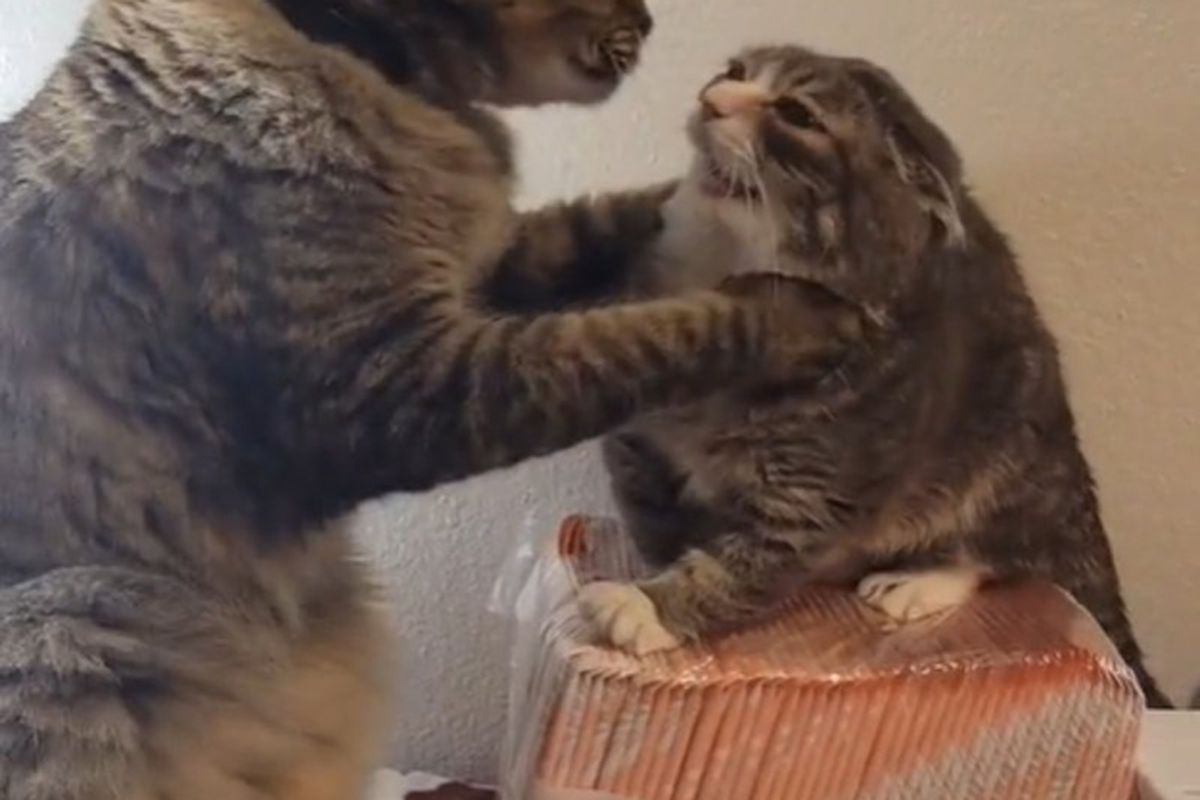 Мережу зворушила і одночасно розсмішила несподівана реакція кішки на брата-задиру. Яке миле відео!