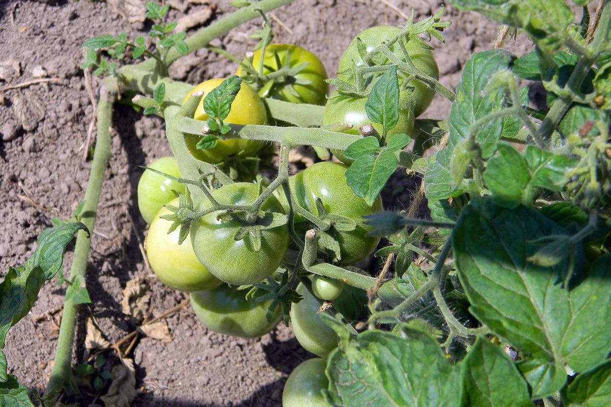 Чим обприскати помідори у серпні, щоб отримувати соковиті томати до осені. Хитрість городника.