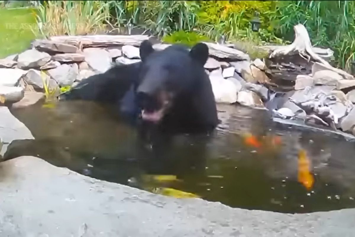 Ведмідь просто хотів охолодитися, але швидко пошкодував про своє рішення. Клишоногий стрибнув у ставок з нервовими коропами.