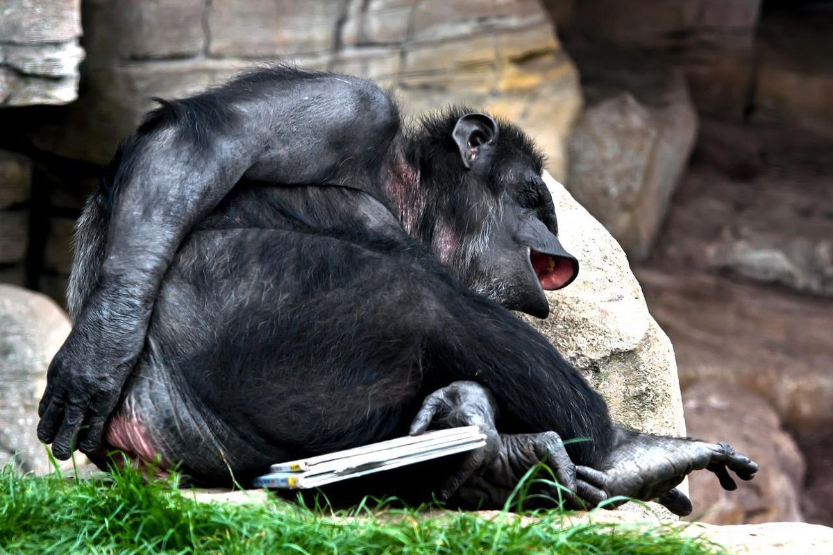У мексиканському зоопарку мавпи провчили зухвалу відвідувачку. Не треба було дражнити мавп!