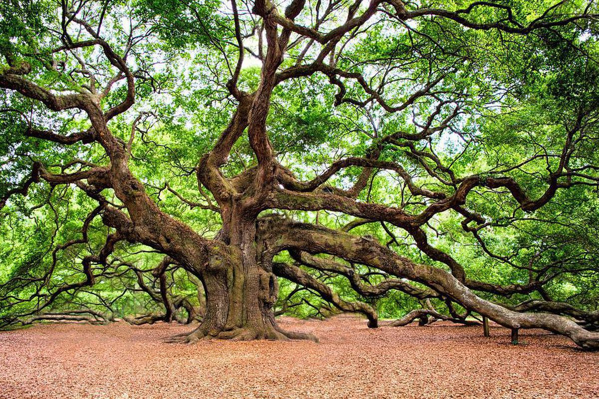 Дерева-цілителі, що заряджають позитивною енергією людину. Як накопичувати енергію за допомогою дерев.