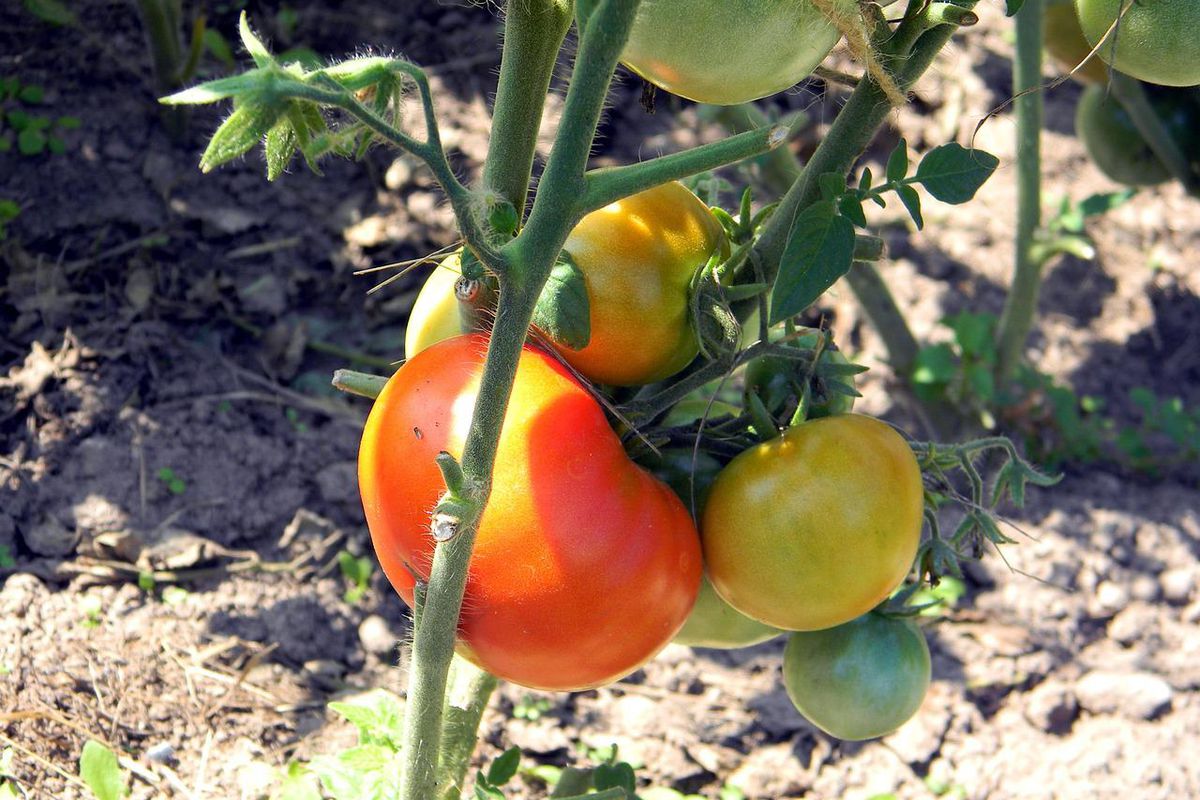 Правильна підгодівля томатів в липні-серпні для наливу кистей і великих плодів. Щоб помідори наливали великі плоди, які не будуть розтріскуватися, їх потрібно правильно підгодовувати.
