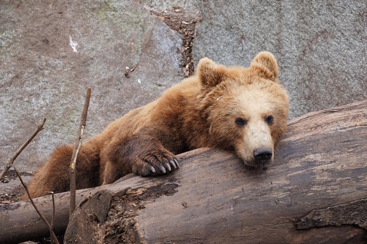 Американській сім'ї посеред ночі у двері подзвонив ведмідь. Клишоногий є постійним гостем в їхньому районі.