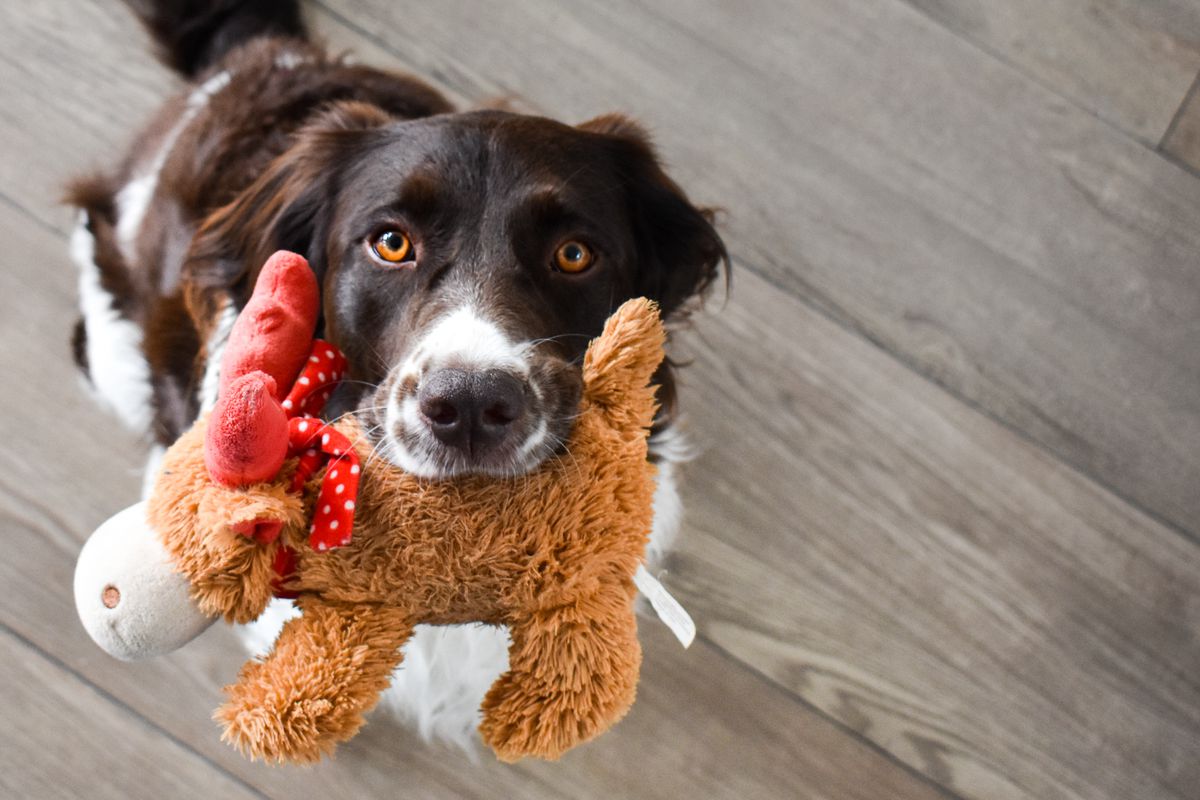 Вчені з'ясували, як собаки бачать свої іграшки. Собаки створюють запахові образи своїх іграшок одночасно із зоровими.