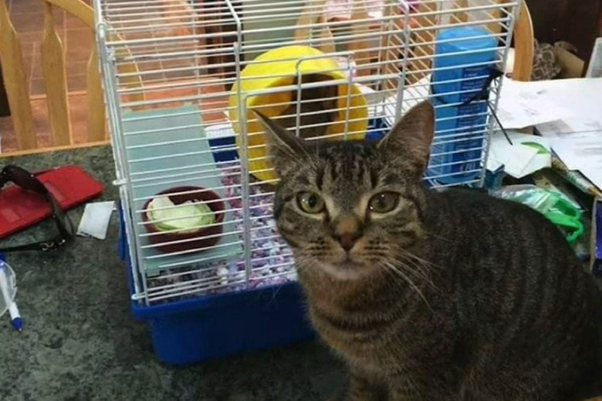 Мікрочіп допоміг повернути кішку додому через 7 років — господиня не могла повірити. Загублена кішка повернулася в сім'ю.