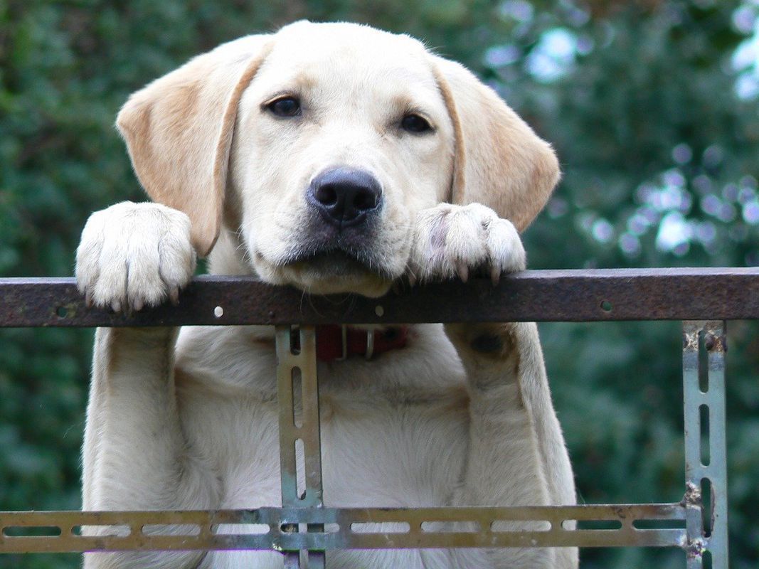 Породи собак, які дуже важко переносять розлуку з господарем. Самотність може викликати розвиток тривожності.