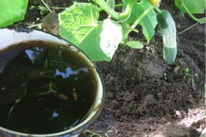 Підгодуйте огірки в серпні чаєм, і навіть слабкі рослини відновляться