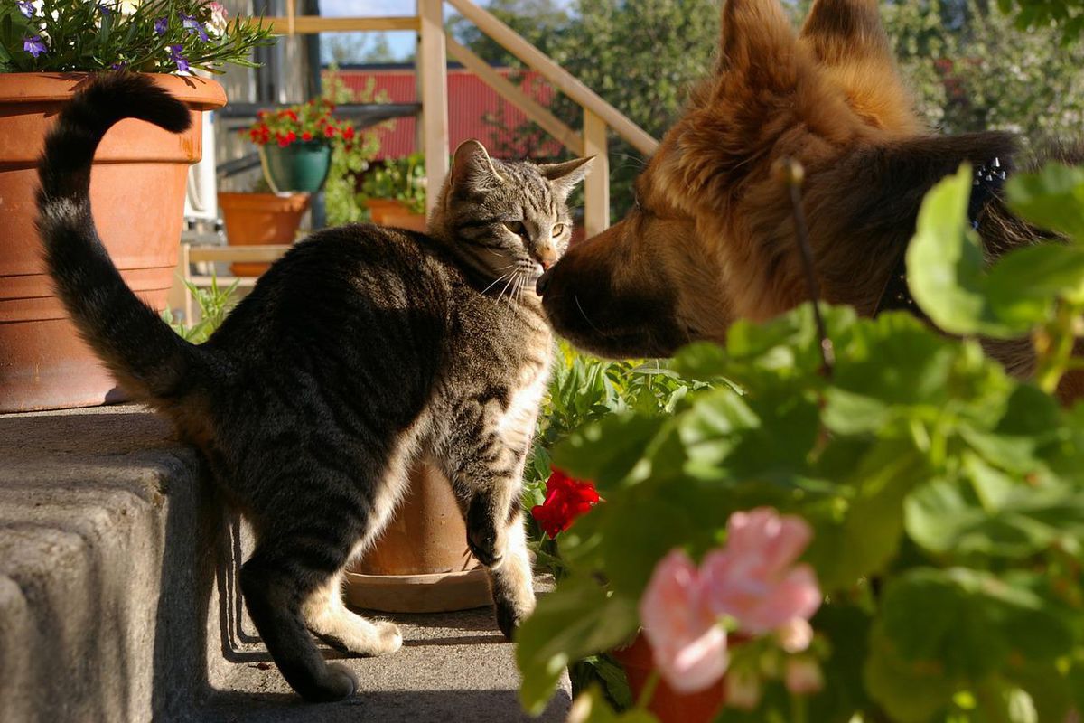 У чарівного сліпого песика є власний "кіт-поводир", який не дає йому натикатися на речі. Собака і котик — найкращі друзі.