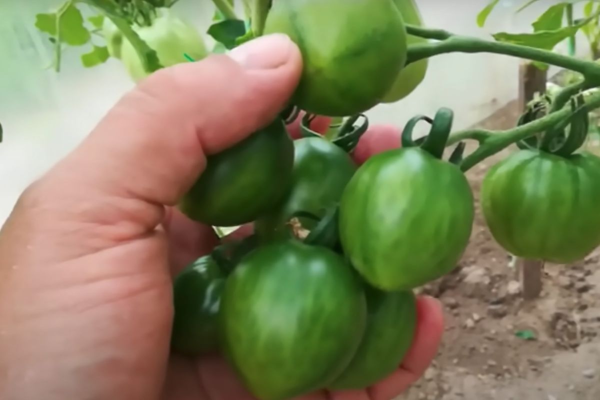 Прискорте дозрівання томатів без втрати смаку і аромату. Безпечна підгодівля і допомога городу.