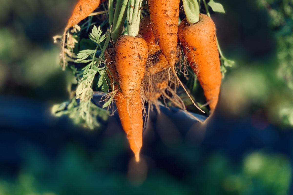 В якій підгодівлі гостро потребує морква на початку серпня. Для отримання хорошого врожаю моркви важливо підгодовувати її протягом усього літа.