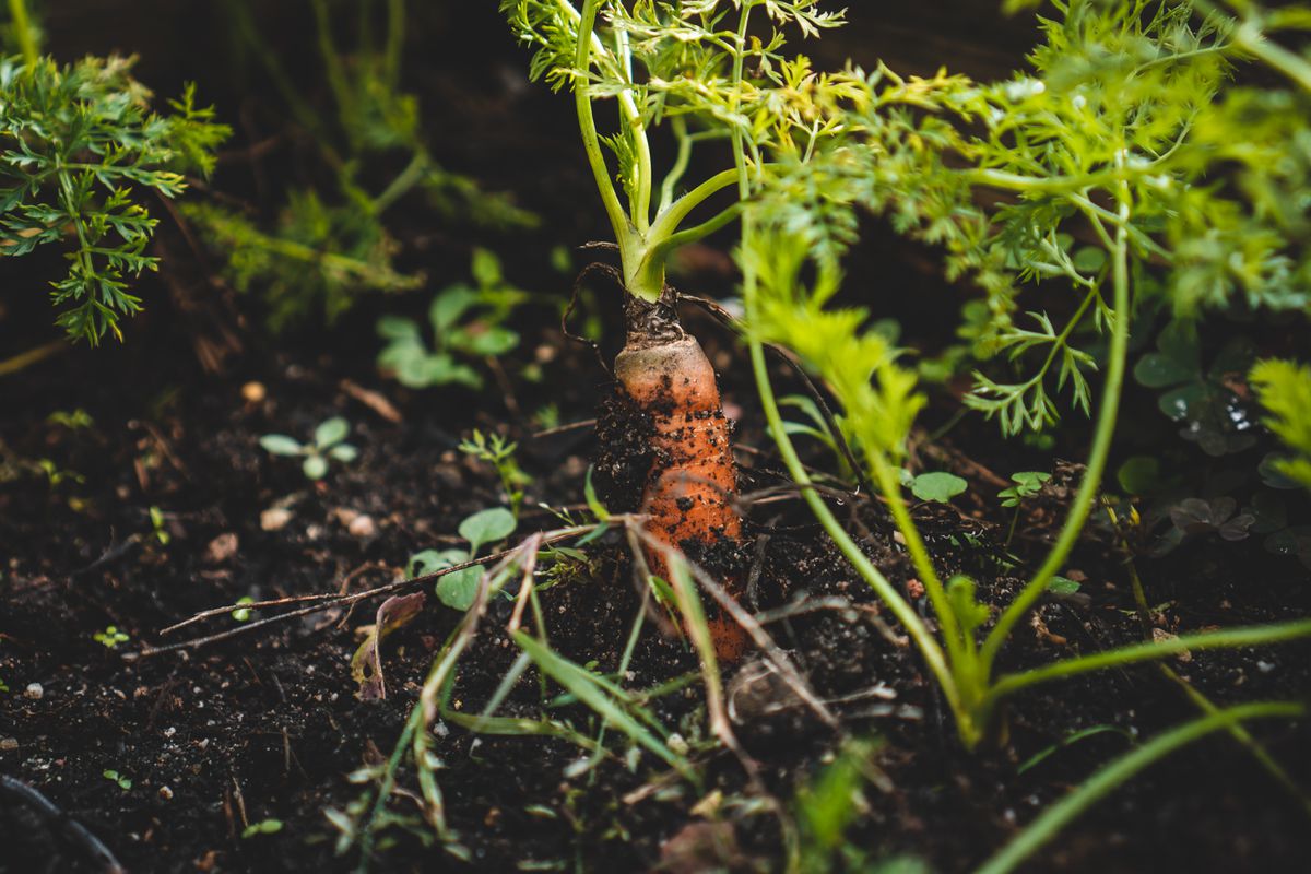 Як правильно поливати моркву в серпні, щоб плоди були великі, але не потріскані. Пізні сорти моркви дають урожай у вересні, тому продовжувати поливати рослини потрібно і в серпні.