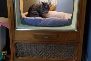 Непотрібних речей не буває: старий телевізор став ідеальним будиночком для кішечки