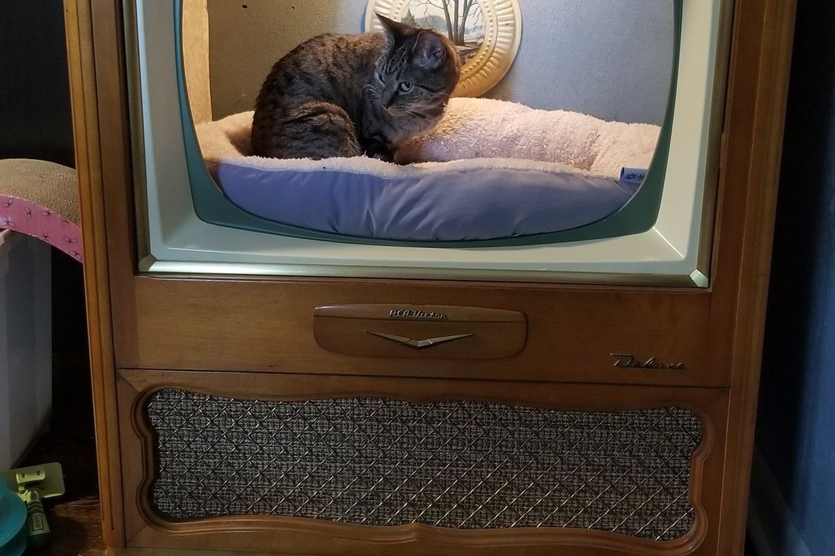 Непотрібних речей не буває: старий телевізор став ідеальним будиночком для кішечки. Пухнастику дуже сподобалося нове оригінальне житло.