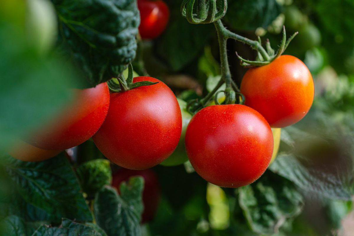 Чому поливати помідори треба перестати вже наприкінці літа. Не всі дачники про це знають.